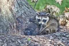 Raccoon, Procyon lotor