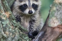 Raccoon, Procyon lotor