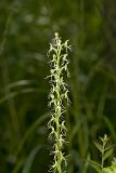 Ragged Fringed Orchid, Platanthera lacera
