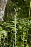 Ragged Fringed Orchid, Platanthera lacera