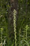 Ragged Fringed Orchid, Platanthera lacera