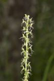 Ragged Fringed Orchid, Platanthera lacera