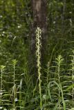 Ragged Fringed Orchid, Platanthera lacera