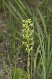 Ragged Fringed Orchid, Platanthera lacera