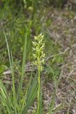 Ragged Fringed Orchid, Platanthera lacera