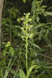 Ragged Fringed Orchid, Platanthera lacera