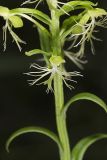 Ragged Fringed Orchid, Platanthera lacera