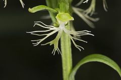 Ragged Fringed Orchid