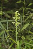 Ragged Fringed Orchid, Platanthera lacera