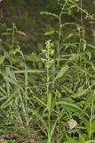 Ragged Fringed Orchid, Platanthera lacera
