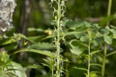 Ragged Fringed Orchid, Platanthera lacera