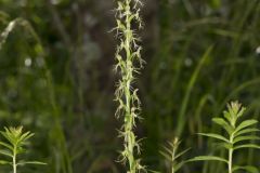 Ragged Fringed Orchid, Platanthera lacera