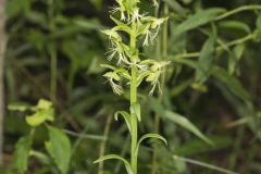 Ragged Fringed Orchid, Platanthera lacera