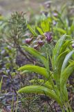 Rams head Lady's-slipper, Cypripedium arietinum