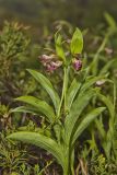 Rams head Lady's-slipper, Cypripedium arietinum