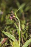 Rams head Lady's-slipper, Cypripedium arietinum