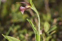 Rams head Lady's-Slipper