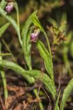 Rams head Lady's-slipper, Cypripedium arietinum