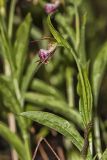 Rams head Lady's-slipper, Cypripedium arietinum