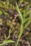 Rams head Lady's-slipper, Cypripedium arietinum