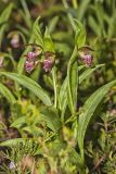 Rams head Lady's-slipper, Cypripedium arietinum