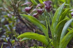 Rams head Lady's-Slipper, Cypripedium arietinum Rams head Lady's-Slipper, Cypripedium arietinum