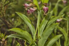 Rams head Lady's-Slipper, Cypripedium arietinum