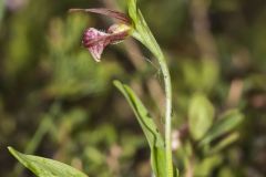 Rams head Lady's-Slipper, Cypripedium arietinum
