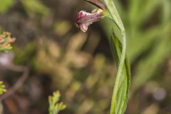 Rams head Lady's-Slipper, Cypripedium arietinum