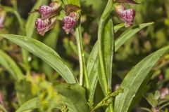 Rams head Lady's-Slipper, Cypripedium arietinum