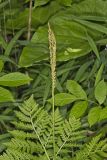 Rattlesnake Fern, Botrypus virginianus