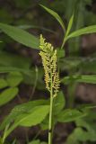 Rattlesnake Fern, Botrypus virginianus
