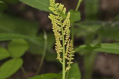 Ophioglossaceae, Adderstongue Family