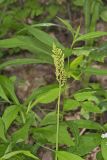 Rattlesnake Fern, Botrypus virginianus