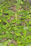 Rattlesnake Fern, Botrypus virginianus