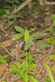 Rattlesnake Fern, Botrypus virginianus
