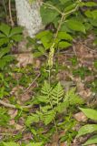 Rattlesnake Fern, Botrypus virginianus
