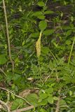 Rattlesnake Fern, Botrypus virginianus