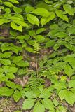 Rattlesnake Fern, Botrypus virginianus