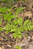 Rattlesnake Fern, Botrypus virginianus