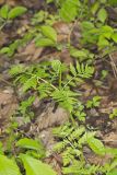 Rattlesnake Fern, Botrypus virginianus