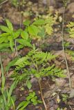 Rattlesnake Fern, Botrypus virginianus