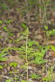 Rattlesnake Fern, Botrypus virginianus