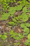 Rattlesnake Fern, Botrypus virginianus