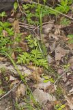 Rattlesnake Fern, Botrypus virginianus