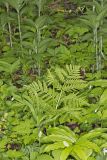 Rattlesnake Fern, Botrypus virginianus