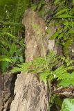 Rattlesnake Fern, Botrypus virginianus