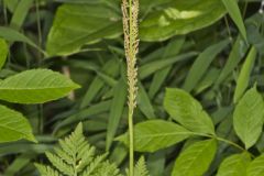 Rattlesnake Fern, Botrypus virginianus