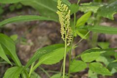 Rattlesnake Fern, Botrypus virginianus