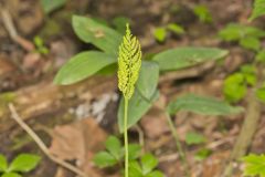 Rattlesnake Fern, Botrypus virginianus